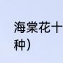 海棠花十大稀有品种（海棠花有多少种）