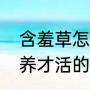 含羞草怎么养才活的久（含羞草怎么养才活的久）