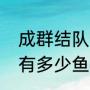 成群结队的鱼意思是什么（你的鱼塘有多少鱼什么意思）