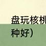 盘玩核桃用什么种苗（核桃苗哪个品种好）