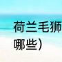 荷兰毛狮犬优点和缺点（荷兰犬种有哪些）