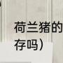 荷兰猪的优缺点（荷兰猪在野外能生存吗）