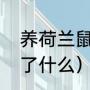 养荷兰鼠的十大坏处（荷兰鼠先介绍了什么）