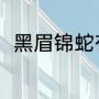 黑眉锦蛇有毒吗（秦岭的蟒蛇种类）