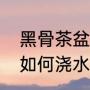 黑骨茶盆景有什么样的介绍（黑骨茶如何浇水）