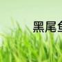 黑尾鱼的品种（黑皮动物）