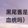 黑尾酱是什么价酱（黑尾酱有日本人血统吗）