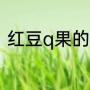 红豆q果的做法（彩虹果果正确做法）
