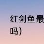 红剑鱼最佳养殖方法（红剑鱼会变性吗）