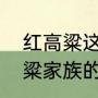 红高粱这部电视剧主要讲什么（红高粱家族的内容简介）