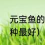 元宝鱼的寓意是什么（红鹦鹉哪个品种最好）