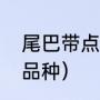 尾巴带点橙色的是什么鱼（红月亮鱼品种）