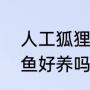 人工狐狸鱼跟野生狐狸鱼区别（狐狸鱼好养吗，狐狸鱼怎么养）