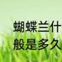 蝴蝶兰什么时候开花（蝴蝶兰花期一般是多久）