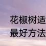 花椒树适合种树下吗（花椒树怎么种最好方法）