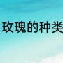 玫瑰的种类和花语（玫瑰花语是什么）