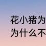 花小猪为什么不能用了（广州花小猪为什么不派单了）