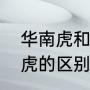 华南虎和东北虎区别（东北虎和华南虎的区别是什么）
