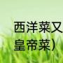 西洋菜又叫皇帝菜（番薯叶为什么叫皇帝菜）