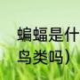 蝙蝠是什么动物（会飞行的动物都是鸟类吗）