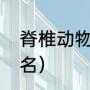 脊椎动物分类（脊椎动物种类数量排名）