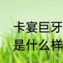 卡宴巨牙属于小型还是大型（七彩牙是什么样）