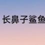 长鼻子鲨鱼叫什么名字（魔鬼鲨介绍）