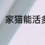 家猫能活多少年（猫咪可以活多久）