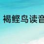 褐鲣鸟读音（荒野大镖客2红脚鲣鸟）