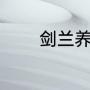 剑兰养殖方法（剑兰怎么养）