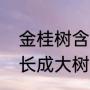 金桂树含义和象征（金桂树几年可以长成大树）