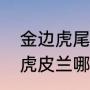 金边虎尾兰与虎皮兰的区别有什么（虎皮兰哪种最好）