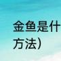 金鱼是什么意思网络用语（金鱼养护方法）