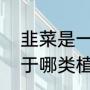 韭菜是一种什么类型的植物（韭菜属于哪类植物）