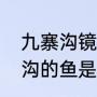 九寨沟镜海奇观是如何形成的（九寨沟的鱼是什么鱼）