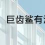 巨齿鲨有没有天敌（巨齿鲨的天敌）