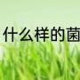什么样的菌菇可以吃（炒菌菇是什么）