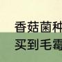 香菇菌种哪里买最好（到什么地方能买到毛霉菌种和根霉菌种）