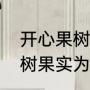 开心果树容易生病吗（开心果是什么树果实为什么这么贵）