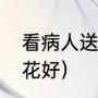 看病人送什么花最好（看病人送什么花好）