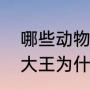 哪些动物是海洋中的瞌睡大葱（南山大王为什么火了）