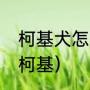 柯基犬怎么训练才能听话（如何训练柯基）