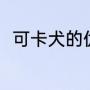 可卡犬的优点缺点（可卡犬优缺点）
