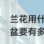 兰花用什么花盆最好（种兰花，用的盆要有多大）