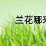 兰花哪来的（秋芝兰草的产地）