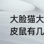 大脸猫大脸猫爱吃鱼是什么歌曲（蓝皮鼠有几个版本）