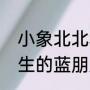 小象北北和蓝朋友主要讲了什么（女生的蓝朋友是什么意思）