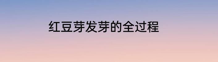 红豆芽发芽的全过程